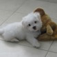 Peluche, un lindo perrito