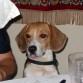 el Lucky en fiesta de navidad intentando comer algo de carne.. que al final se subio en la mesa por culpa de una silla que quedo afuera de la mesa