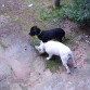 pancho y diva, siempre jugando