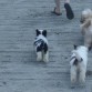 Una escapadita en la playa...con la prima Cookie y Bruno.