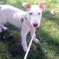 este es bruce, mi bull terrier esta foto es de cuando lo traje a casa