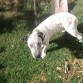 Chadi es mezcla de Bull terrier con pitbull ... hermoso, jugueton, cariñoso y muuuy buen guardián!! mi pequeño es la locura con patas y nos tiene a todos enamorados ... Junto con su mami Mara lo pasan chancho !!