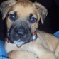 Este es BYRON mi cruce de boxer con pastor aleman, solo tiene 7 semanas de vida y ya no quiero separarme de el nuncaaaa.