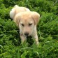 Nala jugando en el campo
