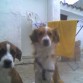 Tomy y Jaquie (hijo de Tomy y Luna)