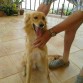 Loui en adopción. Este perrito fue abandonado este verano por sus dueños.
Es un perro muy cariñoso y sociable. Se lleva bien con todo el mundo.
Es de tamaño mediano.
Es un perro muy simpático y obediente.