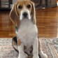 Beagle mediano tricolor