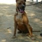 Raza: Pittbul, 
Sexo: Macho
 Edad: 2012
 Altura: 57 cm
 Peso: 25K
 Carácter: Confiado, carioso, abierto a aprender, no dominante, apto para otros perros.
 Paseo con correa: medio (estamos en ello)
 Castrado
 Bruno es un perro que a pesar de haber pasado malas experiencias, es sociable y confiado, se relaciona bien con las personas, con otros perros es seguro y sabe relacionarse, el necesita una familia que sea responsable, que sepa marcarle las pautas de disciplina y comportamiento, así como hacer ejercicio diariamente para que no genere ansiedad o estrés, el con un liderazgo adecuado, es un perro perfecto
