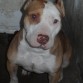 es cruza de amstaff con  american bully