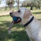 Jugando en el parque con su pelota favorita (la que tiene una cuerda)