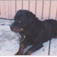 Rottweiller Aleman