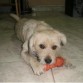 mi boky es un perro muy jugueton , cariñoso e inteligente. le encanta jugar con su hueso. su pelaje es de color mostaza tiene  ojos grandes y  marrones.