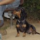 Teko en el parque canino Ayora