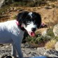 Esta es Kata en la montaña, la encanta correr, chapotear en el pantano y jugar a la pelota.es cariñosa y muy obediente