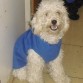 me dicen kitita 
soy mescla de poodle con maltes 