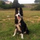 Kobu es un mestizo border collie que tiene 1 añito y cinco meses, lo adopte en la protectora.