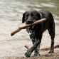 Lana, una Labrador negro de tres años, jugando en el agua