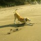 Mi perro en la playa :)