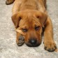 cruce shar pei con labrador