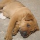 cruce shar pei con labrador