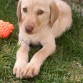 Es una hermosa labrador de 1 año ya con unos hermosos ojos verdes