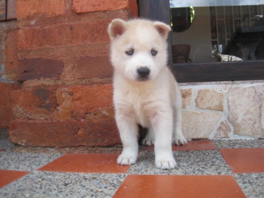 presento a sasha mi segundo bebe, en este momento tiene 8 meses de edad