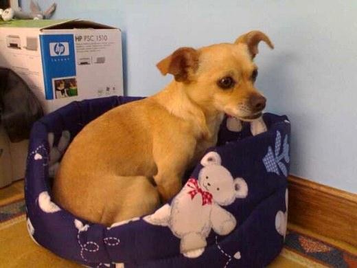 es mi perro pupi y su cama favorita