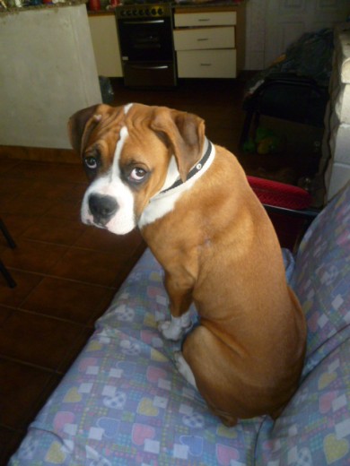 Le encanta dormir en la cama, acostarse en el sillon, jugar con los limoncitos que se caen del arbol, ama jugar a la pelota, creo que es mejor que messi, ama los caramelos de perros y humanos, se alegra mucho con las visitas...