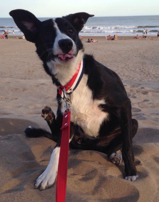 Mestiza de Border collie