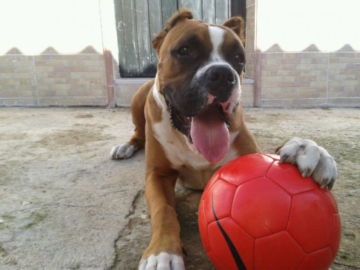 con la pelota que destrozo
