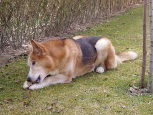 LENNON es un mestizo de Husky, Pastor Aleman y Mastin. Lleva con nosotros desde los 2 meses. Es muy pacifico y cariñoso, y esta lleno de energia. Le encanta correr por el pinar, bañarse en el rio, jugar,...se porta como un autentico cachorrito!!