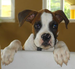 BOXER AMERICANO