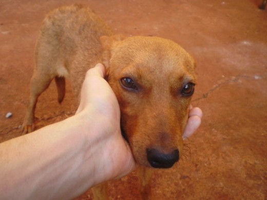 La cara de pena de Nala en todo su esplendor.