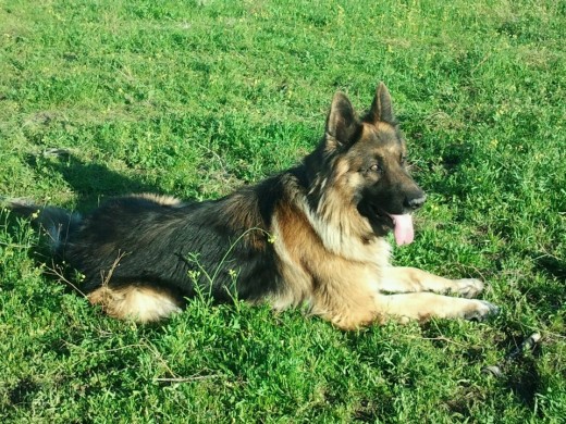 REX DISFRUTANDO DE UN DIA DE CAMPO