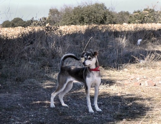 Jugando con ella en el campo a rastrear una pelota de olores y piñas jajaja.