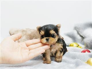 hermosos cachorros Yorkie para su aprobación.
por favor póngase en contacto conmigo para más detalles, mis cachorros son muy saludables, así en casa entrenados y bien con otros animales de la casa, puede enviarnos un correo electrónico o simplemente enviarnos un masaje de 
   (linda.berry2050@gmail.com))