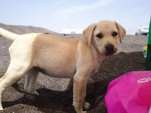 Xana en la playa