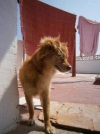 perro Cachorro
Talla: Pequeño
MESTIZO
En: Alicante
Desde: 29-06-13
 
Pablito apareció por la calle solo, buscaba a sus dueños y estaba asustado y desorientado, ahora esta acogido con una voluntaria, es muyyy cariñoso y bueno, busca encontrar un hueco en una familia.
[...]