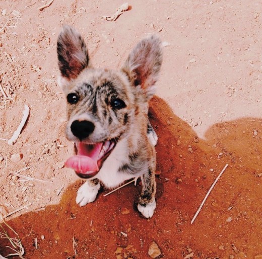 De qué mezcla de razas es mi perro?