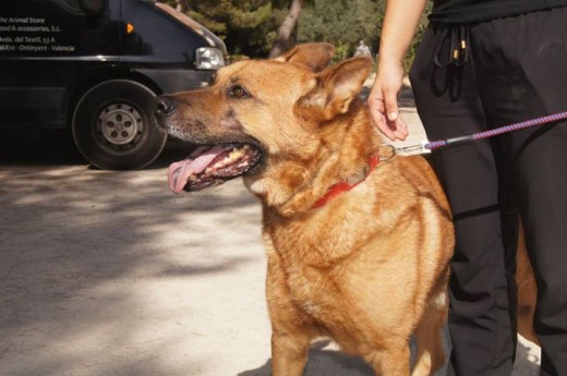 Es un perro muy cariñoso, le encanta que le den mimos.