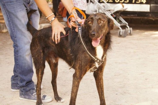 Coco es un perro de tamaño mediano-grande. 
Es un perro muy sociable.