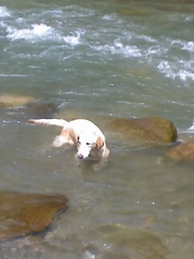 NESECITA PERRO LABRADOR