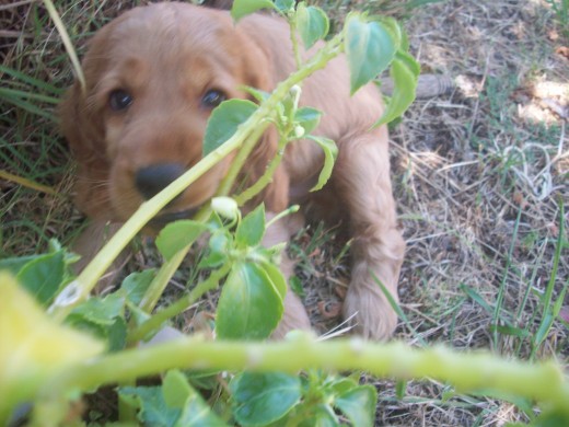 cuando roman era mui peqeño jugaba en los jardines de mi mansion :P
y lo fotografie yo la mejor fotografa XD