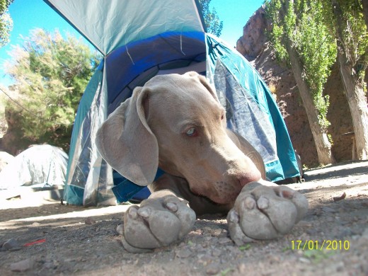 Balto de campamento.