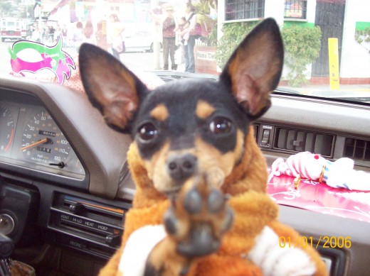 chica sexi paseando en carro y  dando un volteon