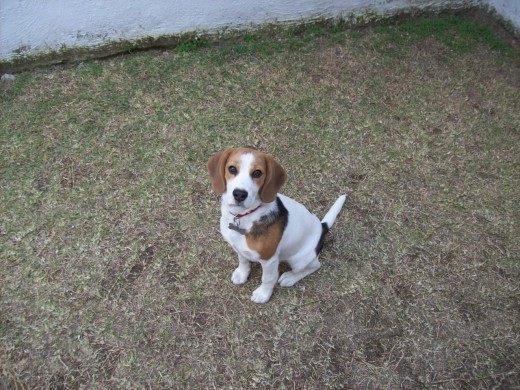 ES UNA PERRITA HERMOSA, SUPER JUGUETONA