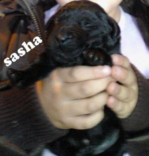 sashaaaaa!!!