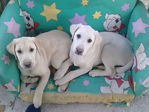 Él es el de la derecha, ahi estan con 3 meses de vida, con su hermana, inseparables.