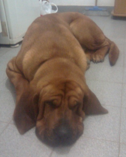 DURMIENDO EN LA COCINA.