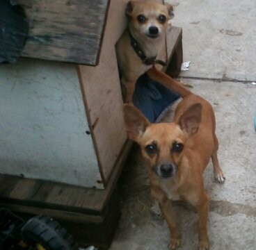 rayita y dentro de la casa tacho